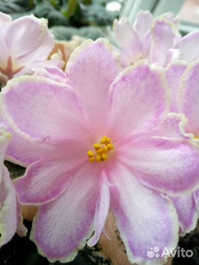 Фиалка сорт Единственная