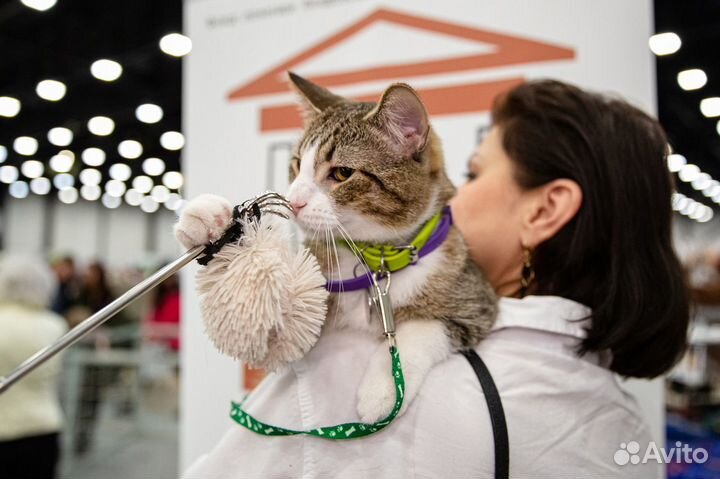 Апач ищет дом