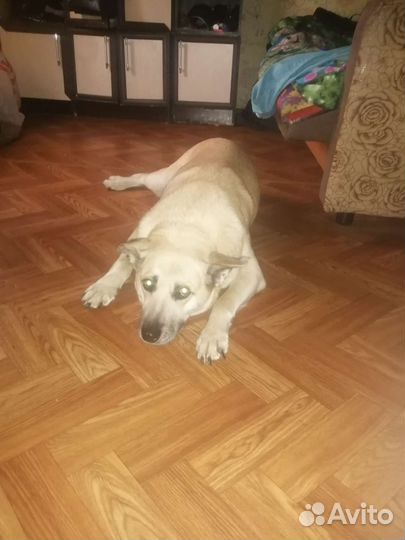 Смесь лабрадора