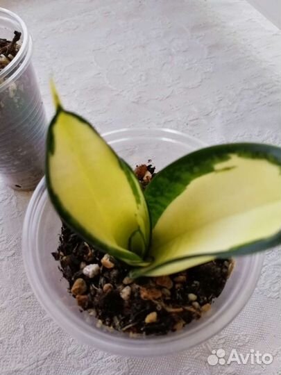 Сансевиерия Hahnii Solid Gold