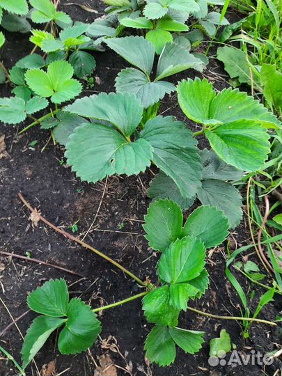 Рассада клубники