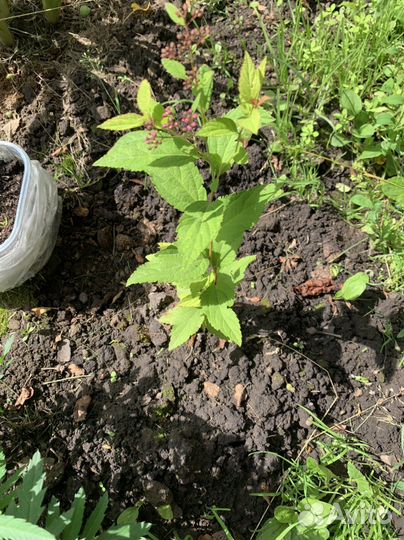 Саженцы спиреи