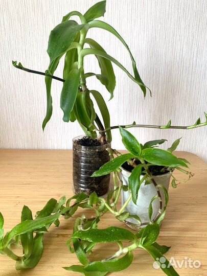 Лечебное растение золотой ус