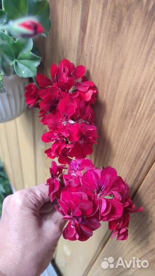 Пеларгония герань
