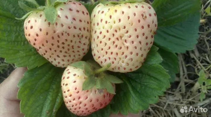 Белый швед клубника