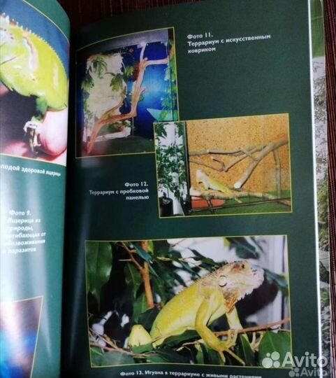 Ящерицы, зелёные игуаны, Васильев. Черепахи 2000г