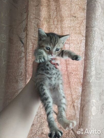 Кошка в дар
