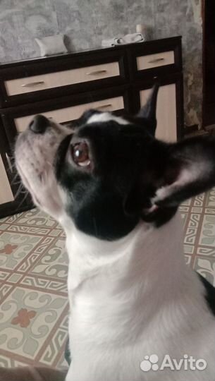 Французский бульдог щенки