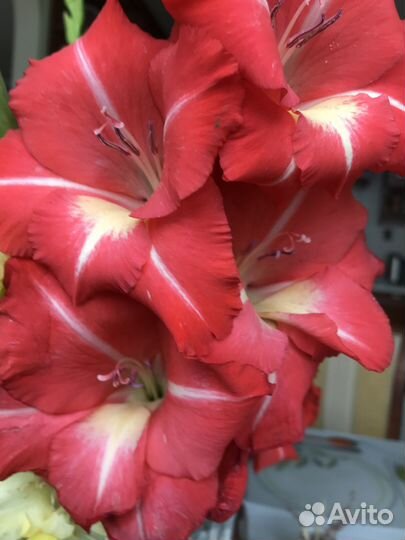 Гладиолусы луковицы