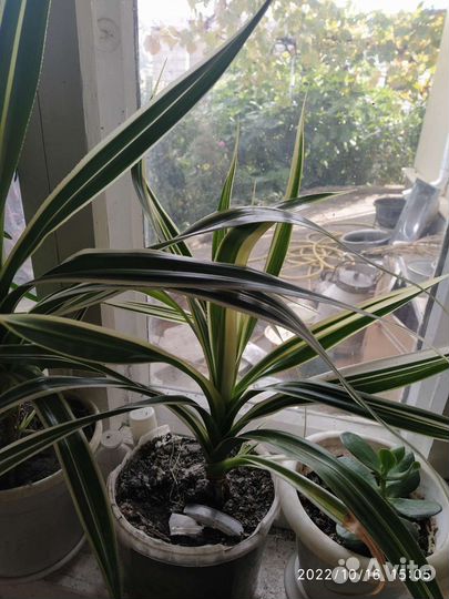 Хлорофитум Панданус