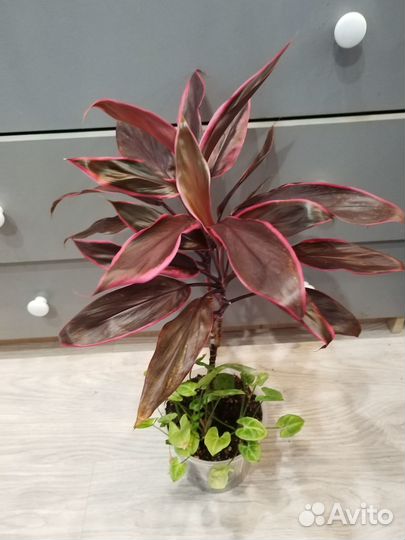 Растения из личной коллекции