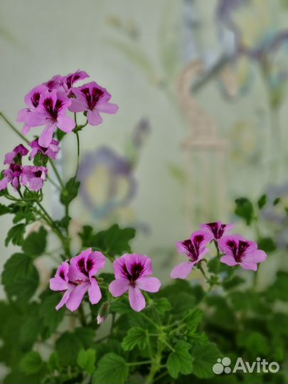 Пеларгония душистая Orange Fizz