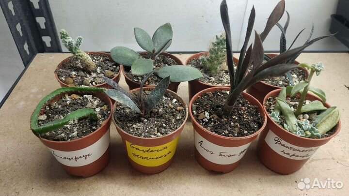 Суккуленты набор садики флорариум
