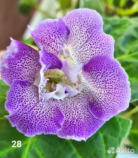 Глоксиния клубни