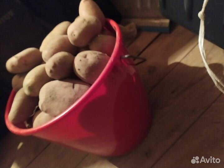 Картофель домашний