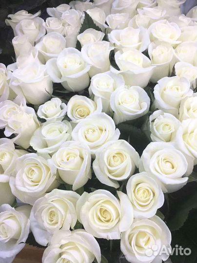 Высокие розы Букеты с доставкой