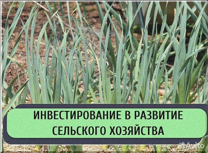 Ищу инвестора в сх. Доход до 50%