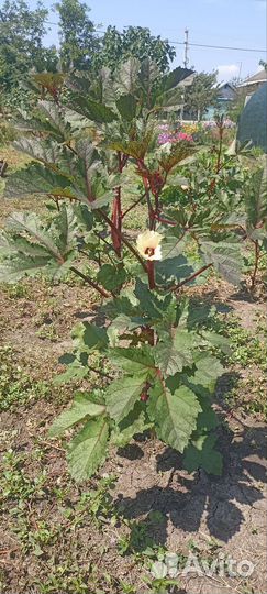 Бамия (окра)