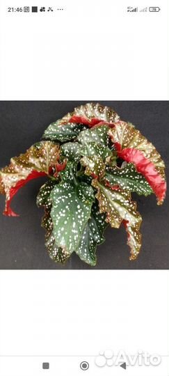 Бегония ажурная