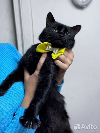 Космос, кот из приюта в добрые руки