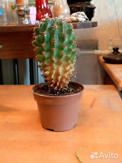 Сансевиерия