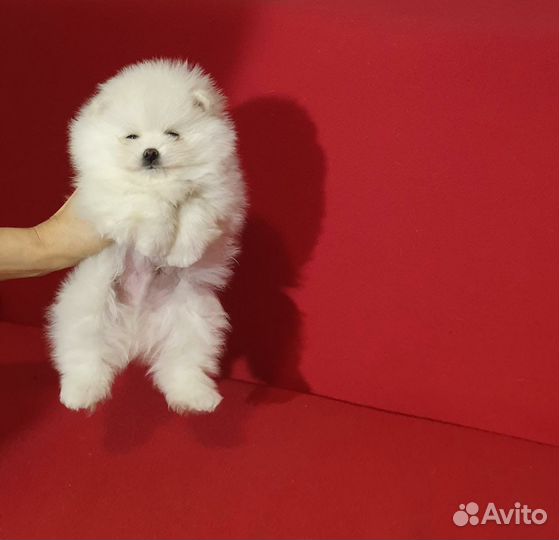 Померанский шпиц медвежьего типа