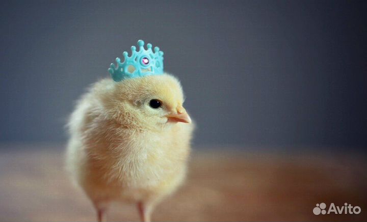 Вахта с проживанием и питанием Птицефабрика Курск