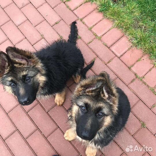 Щенки немецкой овчарки длинношерстной