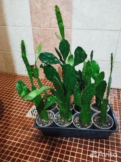 Кактус Опунция Бергера