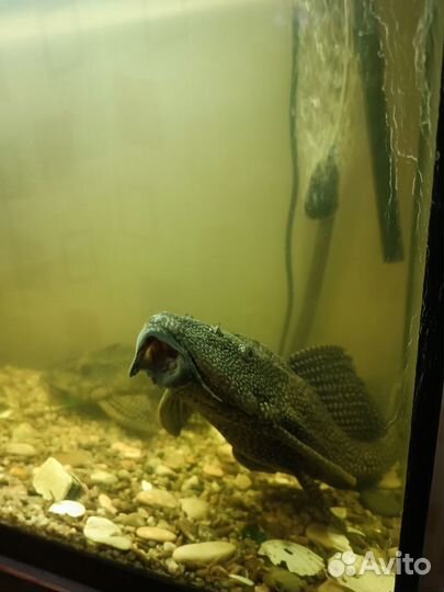 Сомик - 40 см