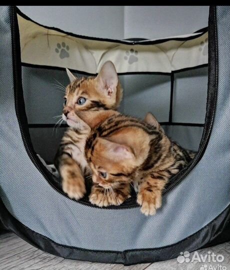 Манеж для животных вольер для котят для собак