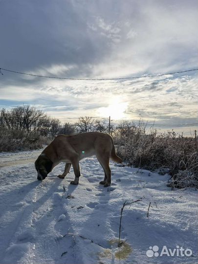 Метис алабая