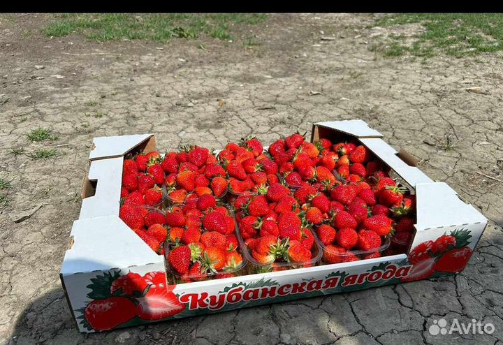 Клубника свежая оптом