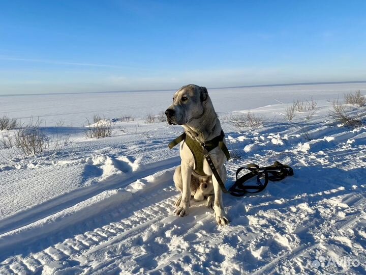 Алабай вязка, родословная