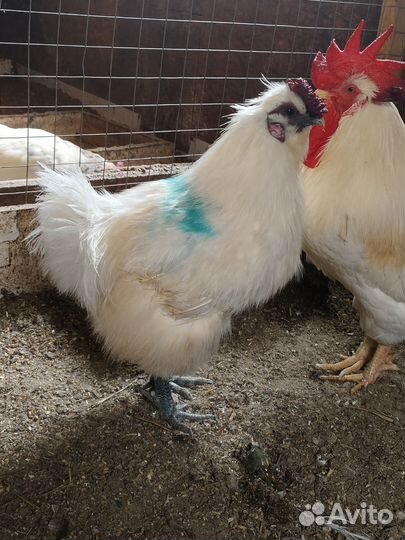 Петухи