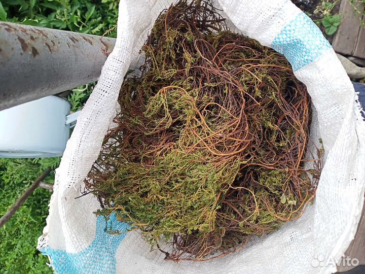 Лечебная, шикша сибирская.Республика Алтай