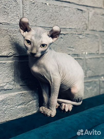 Котята эльфы