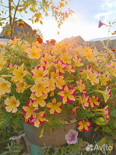 Петуния Роуз стар