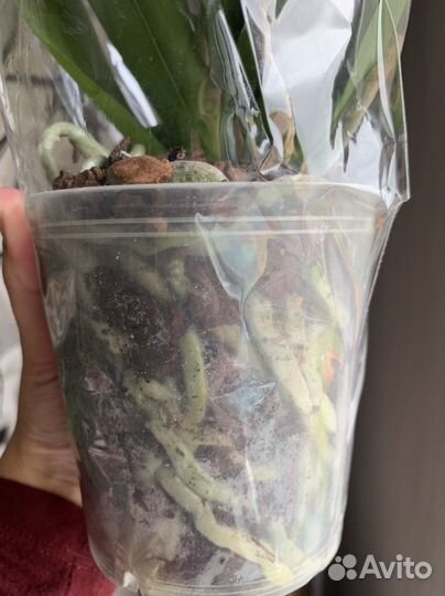 Орхидея фаленопсис