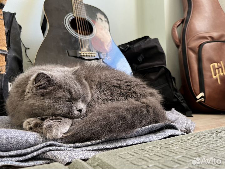 Британская метистка