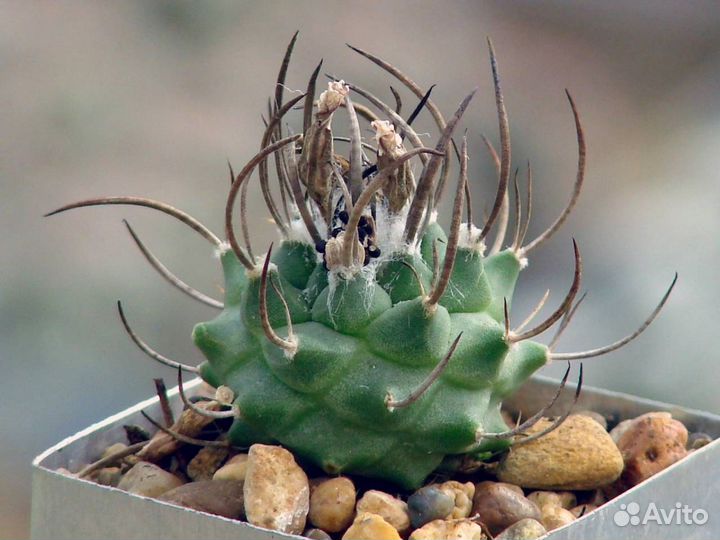 Кактусы смесь семян 10 штук разных сортов