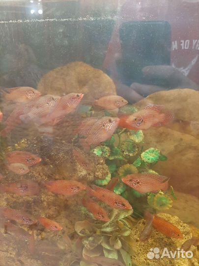 Хромис - красавчик