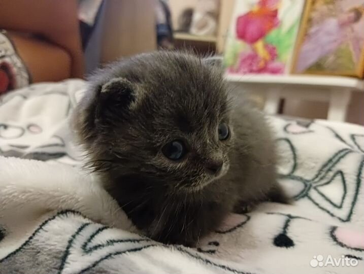 Малышка кошечка даром