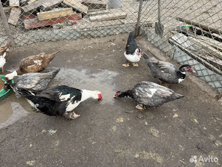 Инкубационное яйцо индоутки высокое качество