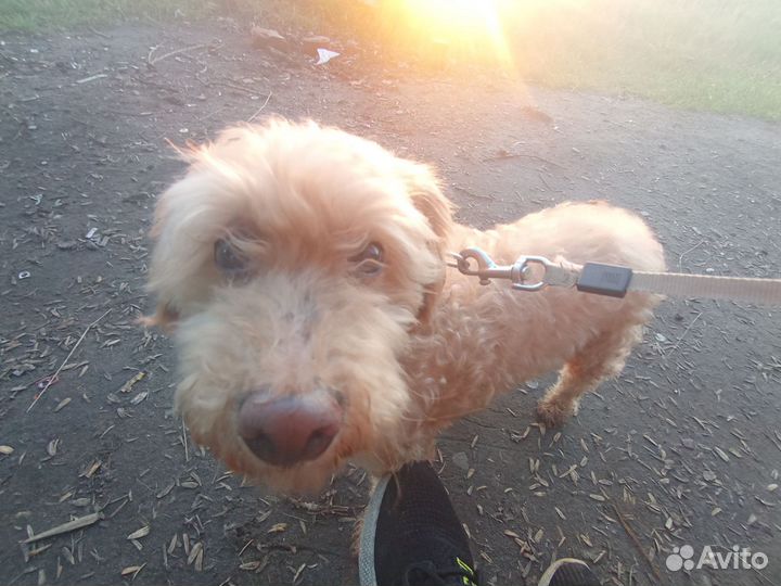 Отдам в добрые руки