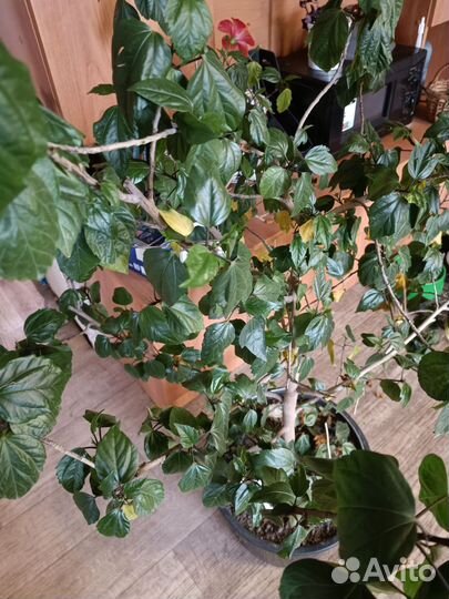 Гибискус китайская роза. Набирает бутоны