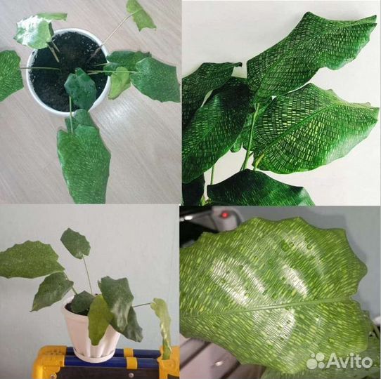 Калатея лансифолия, нетворк