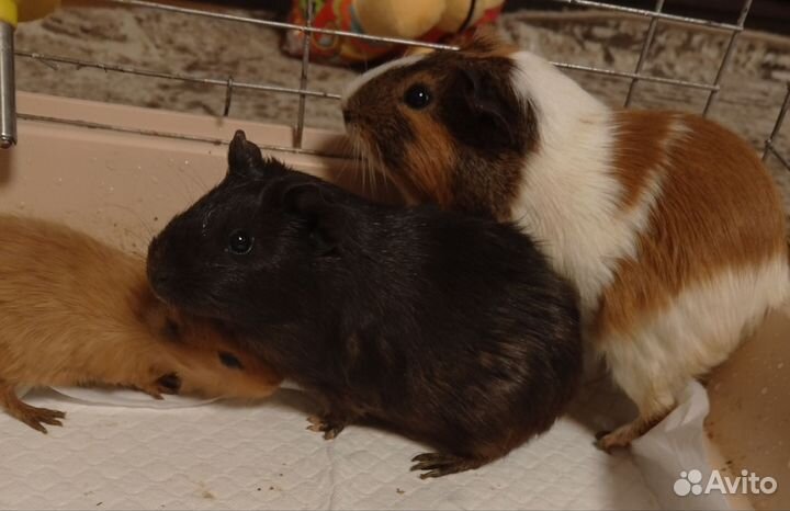 Морские свинки