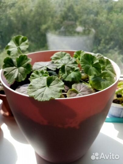 Пеларгония (герань)