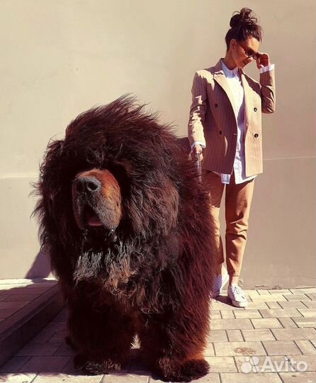 Щенок тибетского мастифа